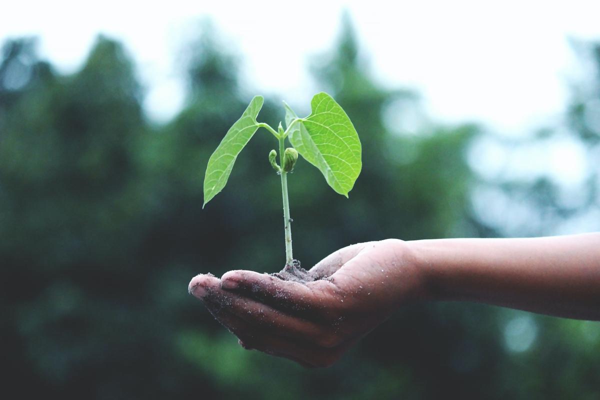 Bild: Grünes Wachstum – Eine offene Hand mit einer wachsenden grünen Pflanze. Symbol für das soziale Engagement von Prof. Zielke für eine nachhaltige Zukunft
