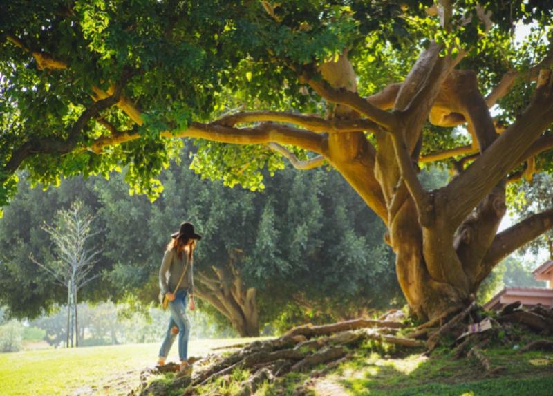Bild: Nicht suchen, sondern finden - Junge Wanderin nähert sich einem großen alten Baum. Entdecken Sie Prof. Dr. Christian Zielke und seine Sichtweise auf das Suchen und Finden im Leben.